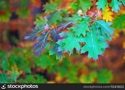 Branches of autumn trees on a blurred bokeh background with copy space