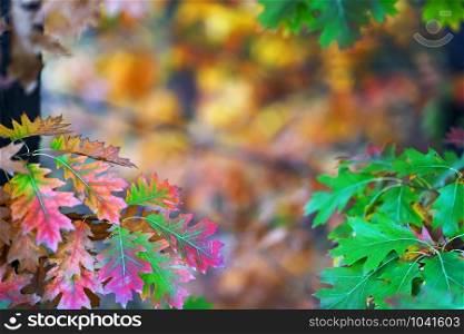 Branches of autumn trees on a blurred bokeh background with copy space