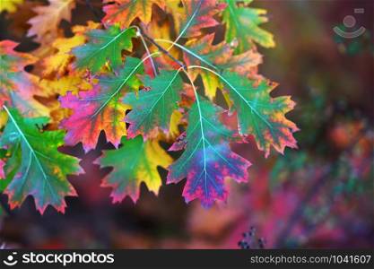 Branches of autumn trees on a blurred bokeh background with copy space