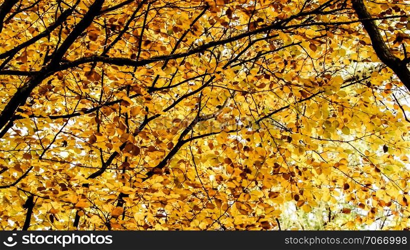 Branches of autumnal trees as nature background. Golden autumn, copy space.. Branches of autumnal trees as nature background.