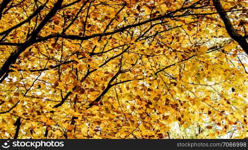 Branches of autumnal trees as nature background. Golden autumn, copy space.. Branches of autumnal trees as nature background.