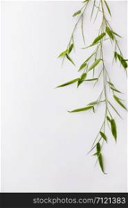 Branches of bamboo on white background, flat lay, space for text