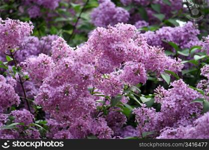 branches of beautiful blossoming lilac
