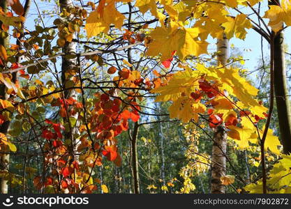 Branches of beautiful bright autumn trees