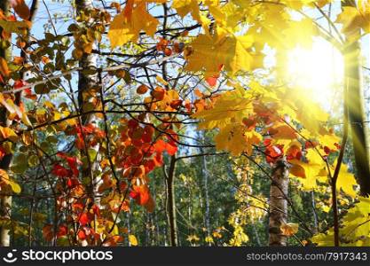 Branches of beautiful bright autumn trees with sunlight