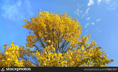 Branches of beautiful yellow autumn tree on blue sky background