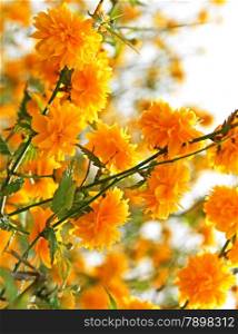 Branches of beautiful yellow flowers in spring
