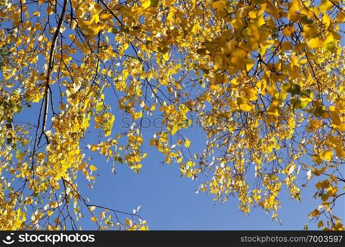 Branches of birch yellow foliage against a blue sky , sunny weather in the autumn season. Branches of birch yellow foliage