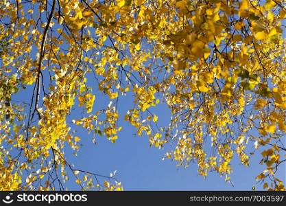 Branches of birch yellow foliage against a blue sky , sunny weather in the autumn season. Branches of birch yellow foliage