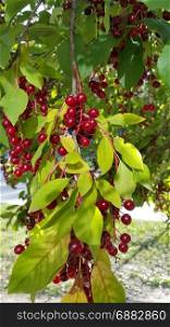 Branches of bird cherry with bright berries