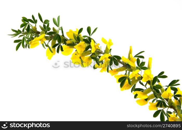 branches of blooming forsythia on Isolated