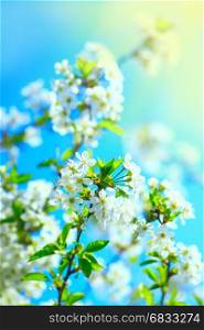 branches of blossoming cherry. branches of the blossoming cherry with sunny beams in the spring