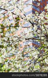 branches of blossoming cherry tree and urban apartment house on background