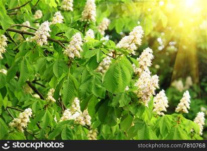 branches of blossoming chestnut tree with white flowers and sun beams