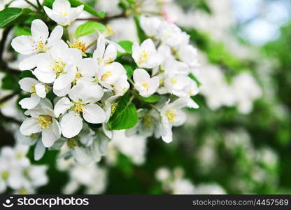 branches of blossoming tree in garden