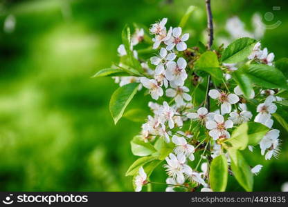 branches of blossoming tree in garden