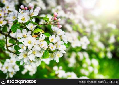 branches of blossoming tree in garden