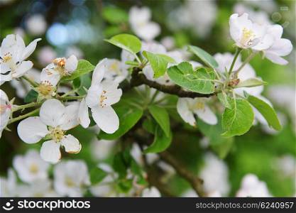 branches of blossoming tree in garden