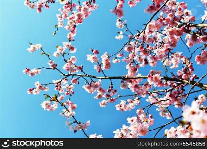 branches of blossoming tree peach on blue sky background