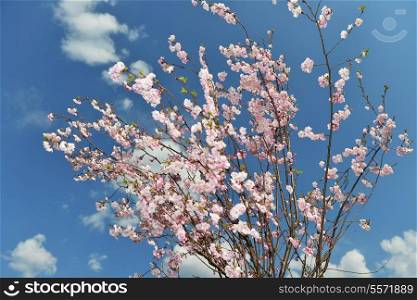 branches of blossoming tree peach on blue sky background