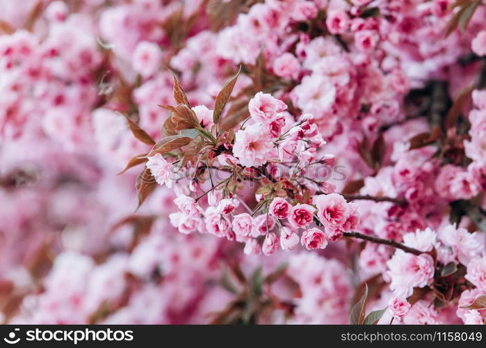 Branches of cherry blossoms. Beautiful Sakura in the garden