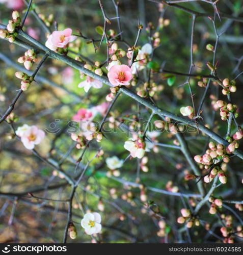 Branches of cherry blossoms close up