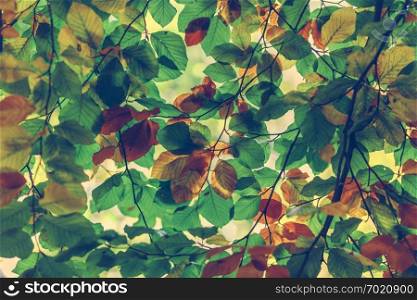 Branches of colorful autumn leaves in a close-up. Fall background.. Branches of colorful autumn leaves