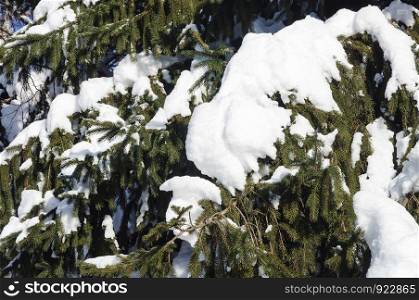Branches of fir tree covered with snow in winter forest
