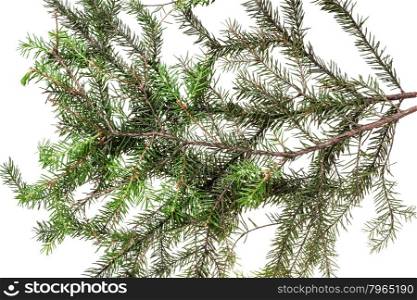 branches of fir tree on white background