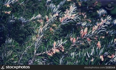 Branches of fir with cones closeup - coniferous background. Selective soft focus, vintage warm blurred filter.. Background of Fir Branches With Cones