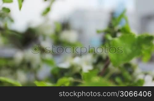 branches of flowering apple then slow focus on compressor station with engine, close-up