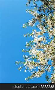 branches of flowering cherry tree with blue spring sky background