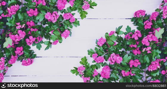 Branches of flowering hawthorn on a white wooden surface, empty space in the middle, vintage toning