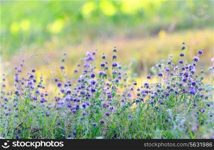 Branches of flowering lavender on field