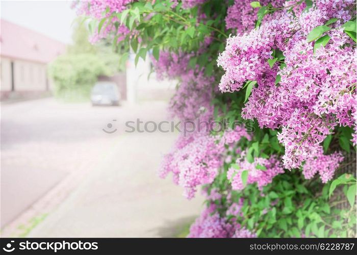 Branches of flowering lilac over village street. Outdoor nature background with Lilac blossom