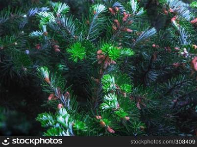 Branches of Korean fir with cones closeup - green coniferous background. Selective focus, can be used as a Christmas design.. Fir Branches With Cones Closeup
