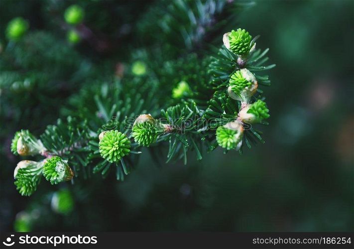 Branches of Korean fir with fresh sprouts closeup - green coniferous background. Selective focus, blurred vignette.. Fresh Sprouts Of Korean Fir Closeup