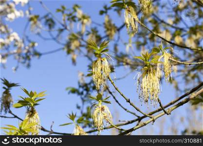 Branches of maple with blooming flowers in early spring, sunny warm weather with blue sky. Branches of maple with blooming flowers
