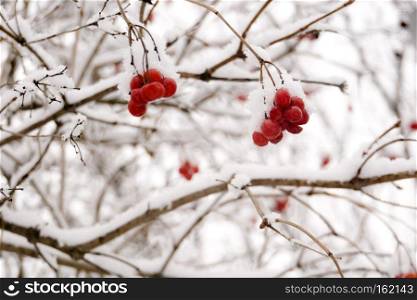 Branches of mountain ash, rowan tree in snow, white background.