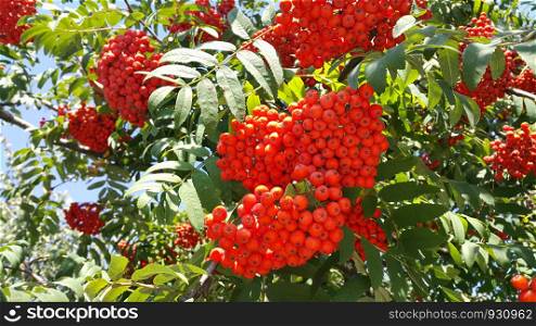 Branches of mountain ash with bright red berries