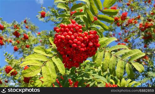 Branches of mountain ash with bright red berries against blue sky background