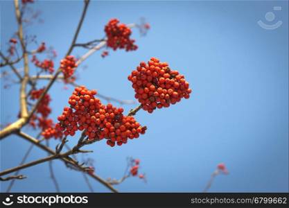 Branches of mountain ash with bright red berries against the blue sky background