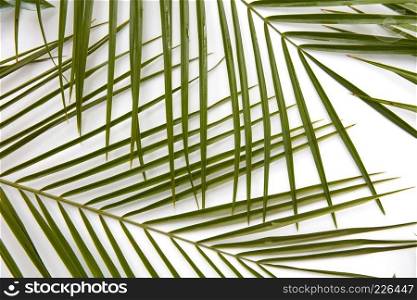 Branches of palm leaves presented on a white background, isolated on a white texture.Flat lay.. Branches of palm leaves presented