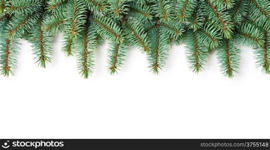 Branches of pine wood on white background