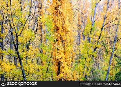 Branches of poplar trees in autumn with leaves of different colors