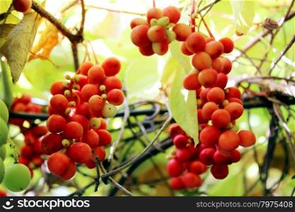 branches of red ripe schisandra . branches of red ripe schisandra hanging in the garden