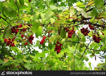 branches of red ripe schisandra . many branches of red useful ripe schizandra