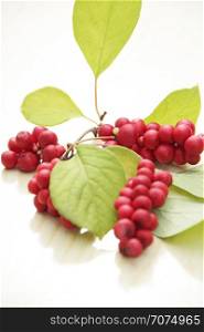 Branches of red schisandra. Clusters of ripe schizandra. Crop of useful plant. Fruits of schizandra chinensis plant on white background. Schizandra omija of Korea. Branches of red schisandra. Clusters of ripe schizandra on white background