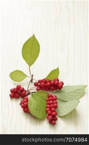 Branches of red schisandra. Clusters of ripe schizandra. Crop of useful plant. Fruits of schizandra chinensis plant on white background. Schizandra omija of Korea. Branches of red schisandra. Clusters of ripe schizandra on white background