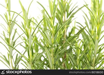 Branches of rosemary isolated on a white background